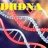 DRDNA333